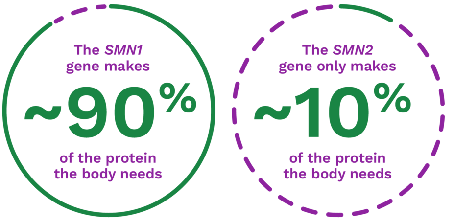 The SMN1 gene makes ~ 90% of the protein the body needs. The SMN2 gene only makes about 10% of the protein the body needs.